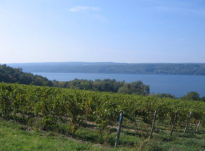 Cayuga Lake wineries