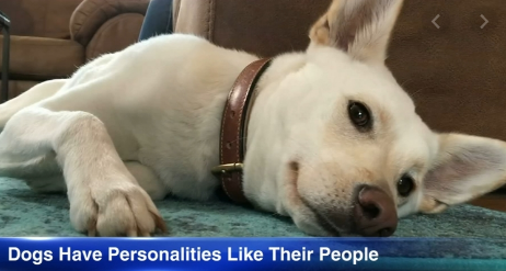 pet dogs personality traits