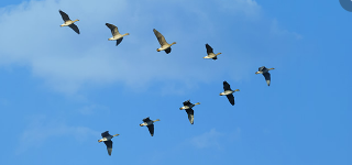 Flying in formation